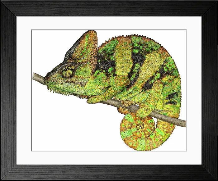 Framed Print : Veiled Chameleon Framed Print : Veiled Chameleon