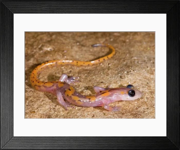 Framed Print : Cave Salamander, Eurycea lucifuga Framed Print : Cave Salamander, Eurycea lucifuga