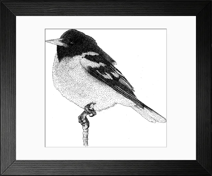 Framed Print : Baltimore Oriole Framed Print : Baltimore Oriole