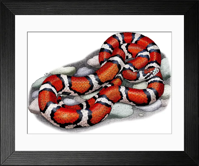 Framed Print : Red Milk Snake