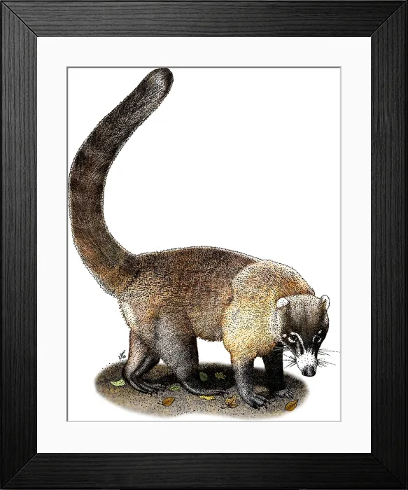 Framed Print : White-Nosed Coati