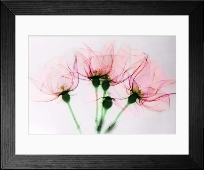 Framed Print : Colorized X-ray of Roses Framed Print : Colorized X-ray of Roses