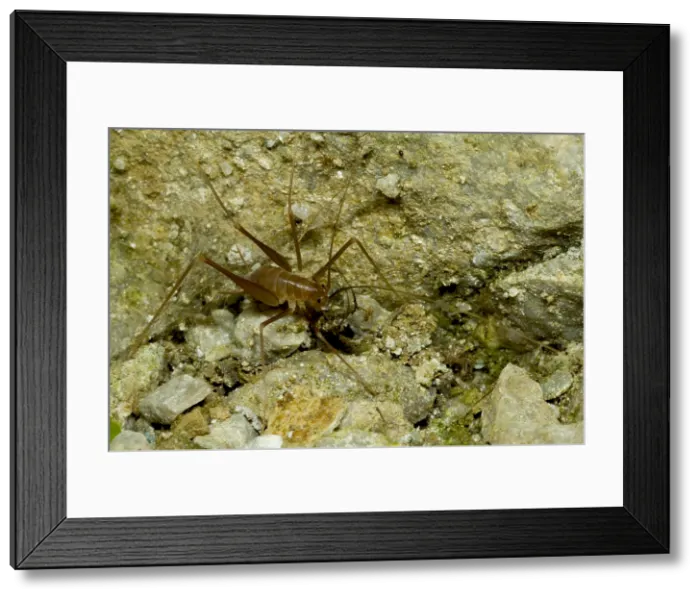 Framed Print : Cave Cricket Framed Print : Cave Cricket