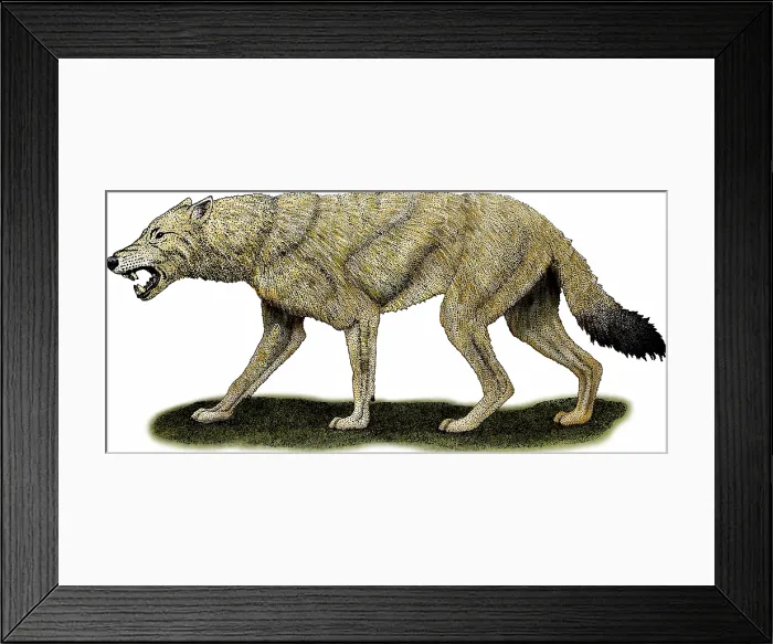 Framed Print : Dire Wolf. Dire wolf, Canis Dirus Framed Print : Dire Wolf. Dire wolf, Canis Dirus