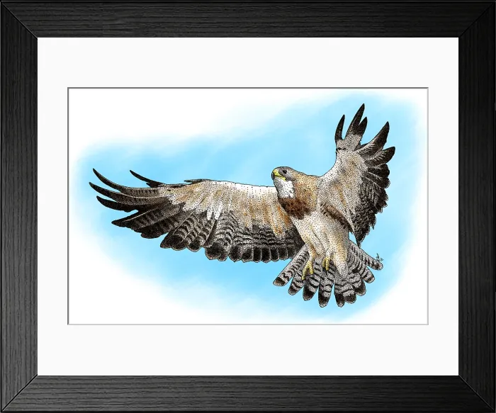 Framed Print : Swainson's Hawk Framed Print : Swainson's Hawk