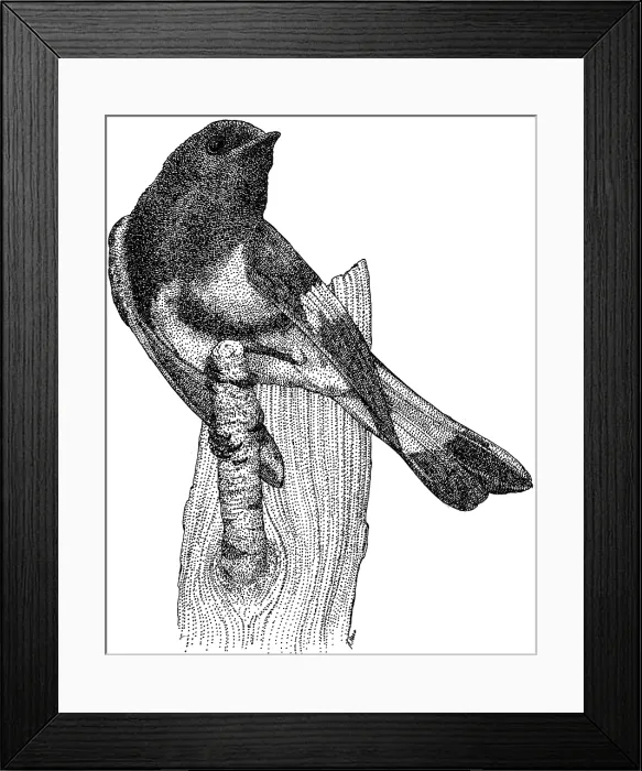 Framed Print : American Redstart Framed Print : American Redstart