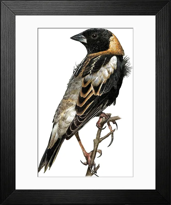 Framed Print : Bobolink, Dolichonyx oryzivorus, Illustration
