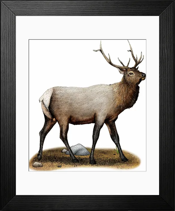Framed Print : Rocky mountain elk Framed Print : Rocky mountain elk