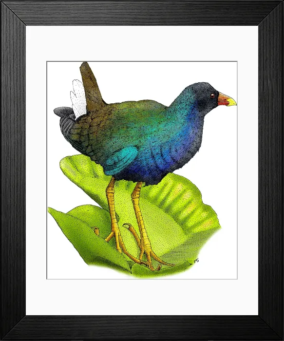Framed Print : American Purple Gallinule