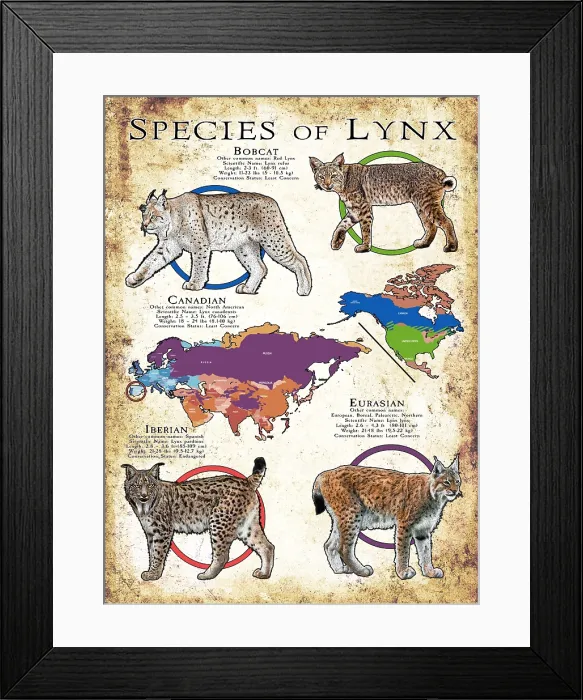 Framed Print : Species of Lynx Framed Print : Species of Lynx