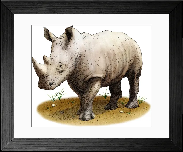 Framed Print : White Rhinoceros Framed Print : White Rhinoceros