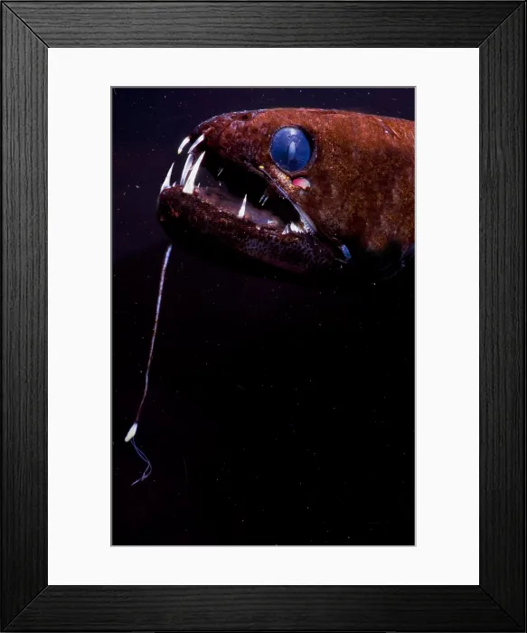 Framed Print : Dragonfish Framed Print : Dragonfish
