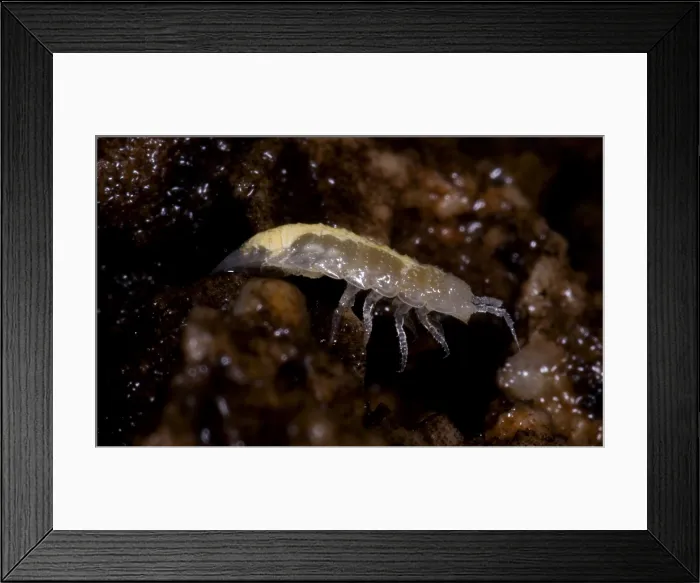 Framed Print : Isopods are crustaceans with species that live both on land and in the water Framed Print : Isopods are crustaceans with species that live both on land and in the water