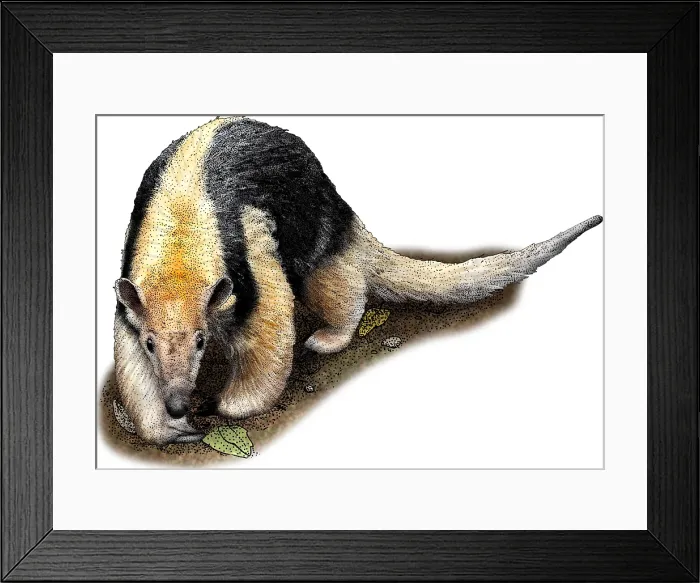Framed Print : Southern Tamandua