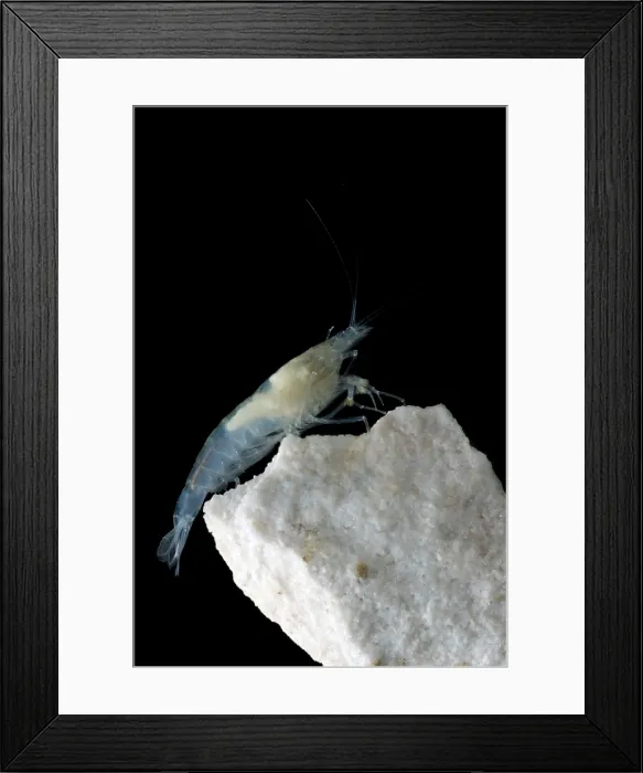 Framed Print : Taiji Cave Shrimp Framed Print : Taiji Cave Shrimp