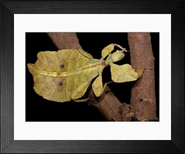 Framed Print : Leaf Insect Framed Print : Leaf Insect