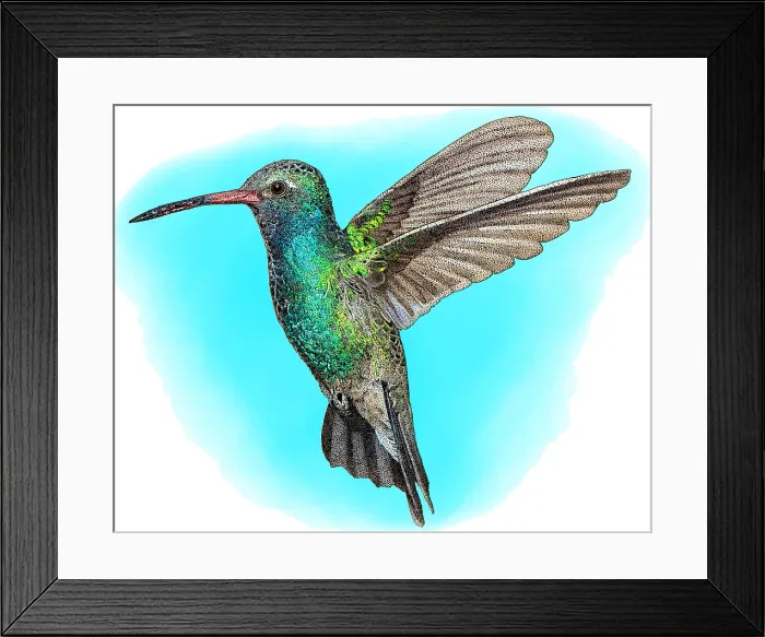 Framed Print : Broad-billed Hummingbird, Illustration Framed Print : Broad-billed Hummingbird, Illustration