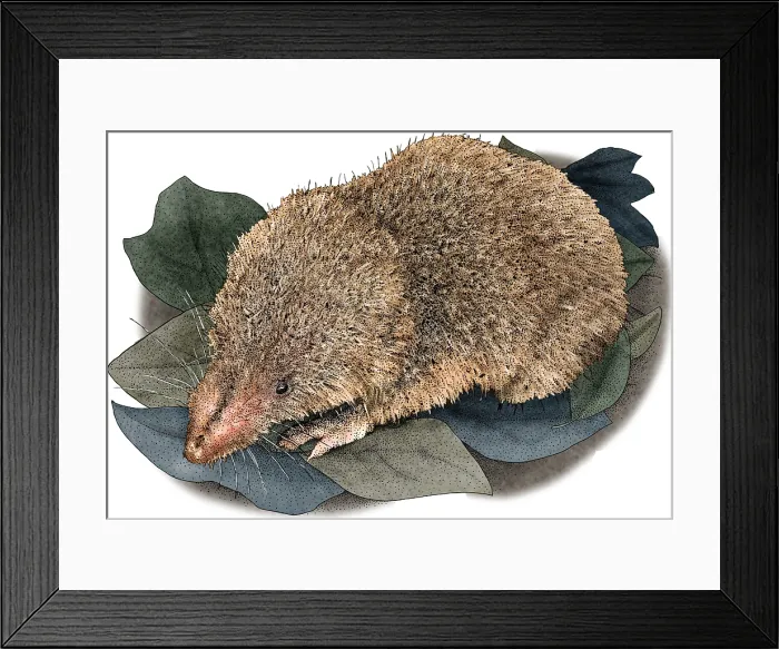 Framed Print : Least Shrew