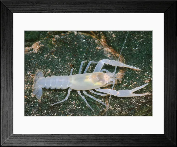 Framed Print : Crayfish (Cambarus sp.). Stone County, Arkansas Framed Print : Crayfish (Cambarus sp.). Stone County, Arkansas