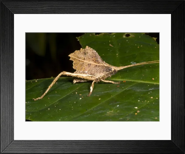 Framed Print : Bush Cricket Framed Print : Bush Cricket