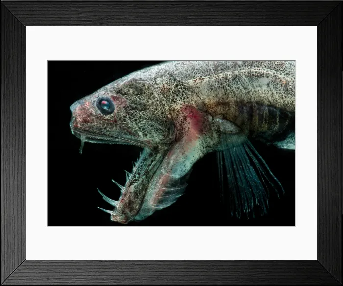 Framed Print : Sabertooth (Odontostomops normalops) Framed Print : Sabertooth (Odontostomops normalops)