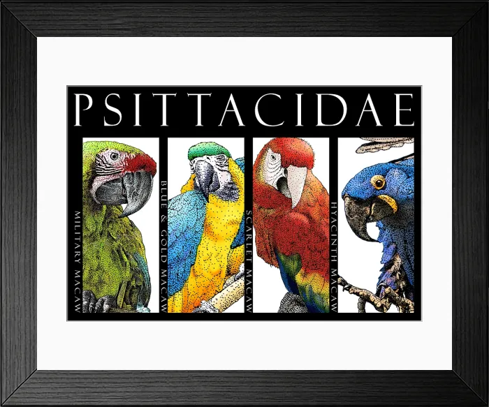 Framed Print : Macaws, Poster Framed Print : Macaws, Poster