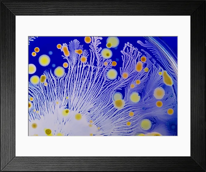 Framed Print : Marine Actinomycetes
