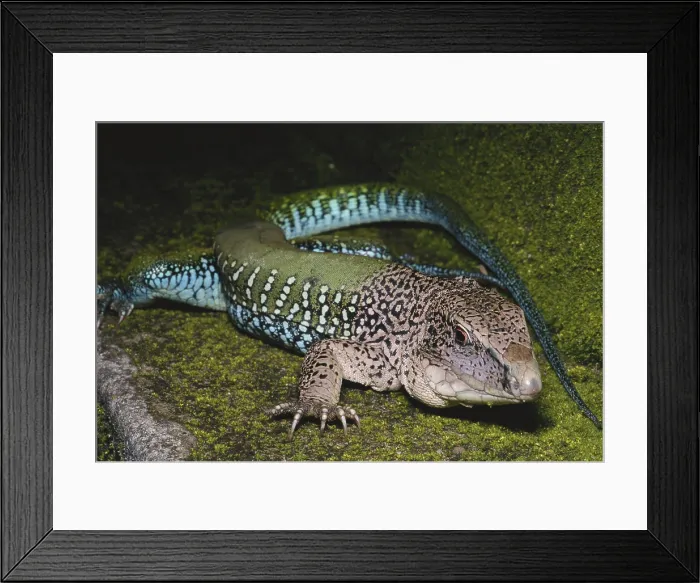 Framed Print : Green Ameiva Lizard