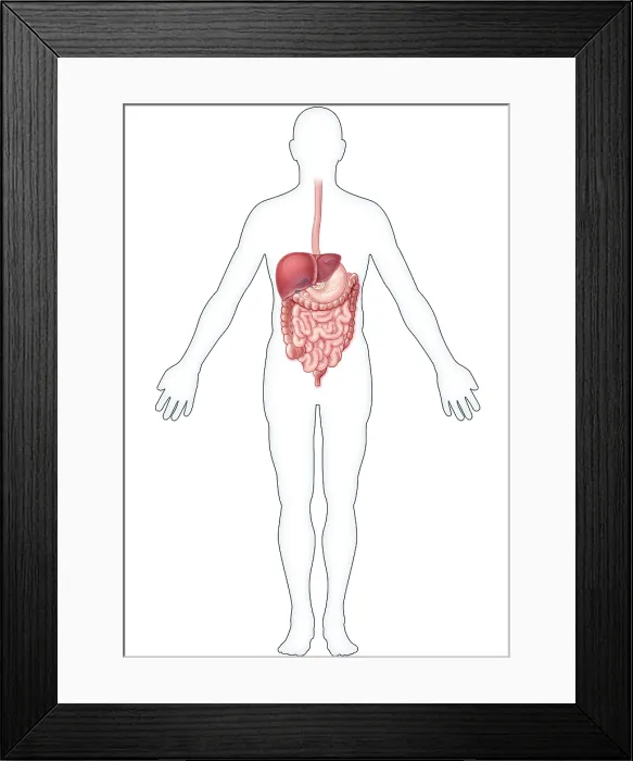 Framed Print : Digestive System, Illustration
