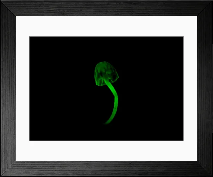 Framed Print : Bioluminescent Fungus
