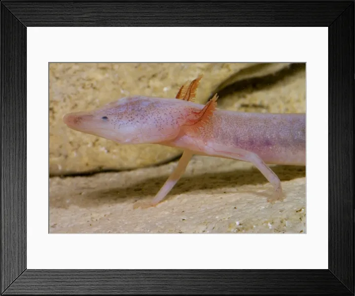 Framed Print : Blind Salamander Framed Print : Blind Salamander