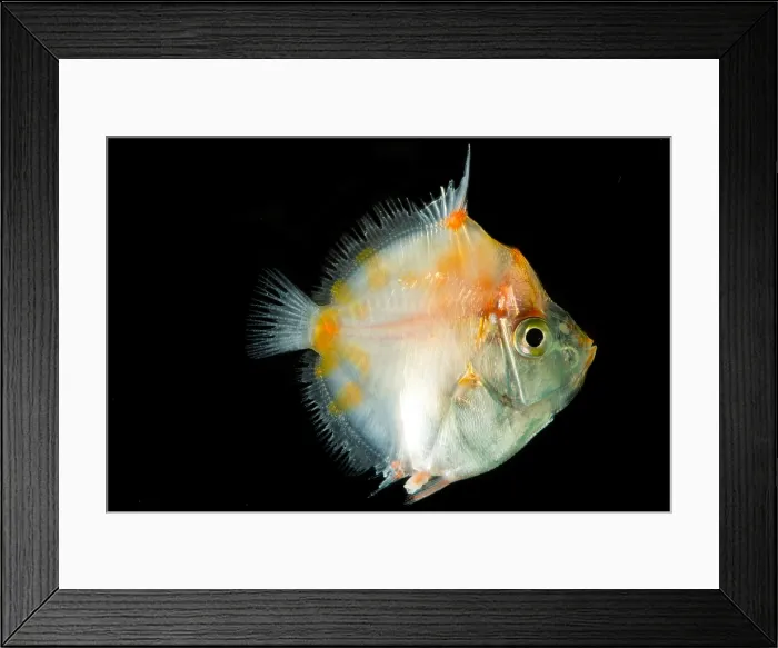 Framed Print : Shortspine Boarfish (Antigonia combatia) Framed Print : Shortspine Boarfish (Antigonia combatia)