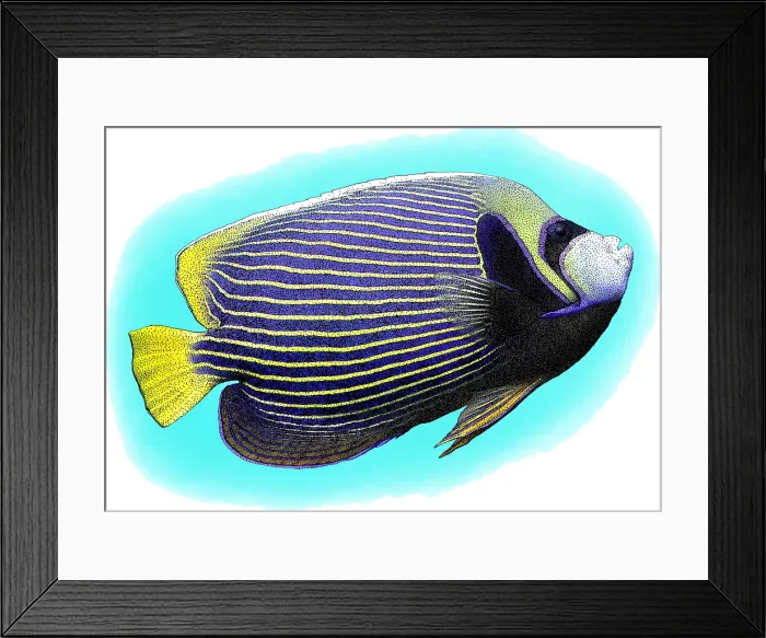 Framed Print : Emperor Angelfish, P. imperator, Illustration Framed Print : Emperor Angelfish, P. imperator, Illustration