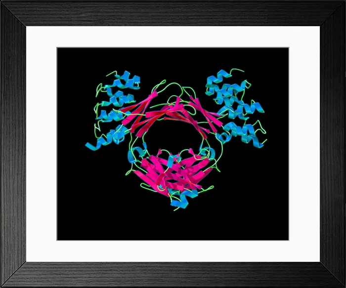 Framed Print : Immunoglobulin E, antibody