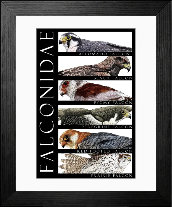 Framed Print : Falcons of the World Framed Print : Falcons of the World