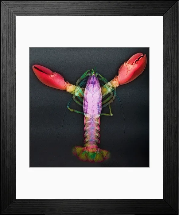 Framed Print : Lobster, X-ray