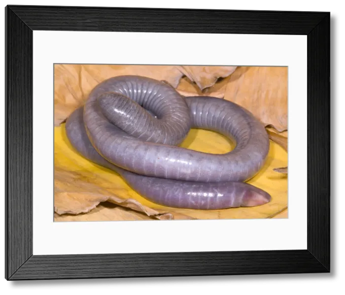 Framed Print : Congo Caecilian Framed Print : Congo Caecilian