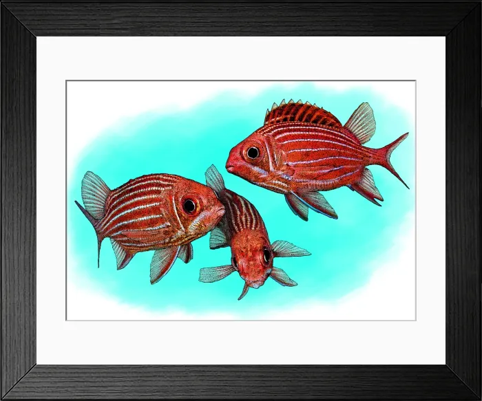 Framed Print : Striped Squirrelfish Framed Print : Striped Squirrelfish