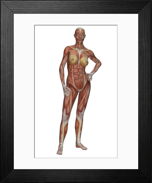 Framed Print : Female Muscle Anatomy