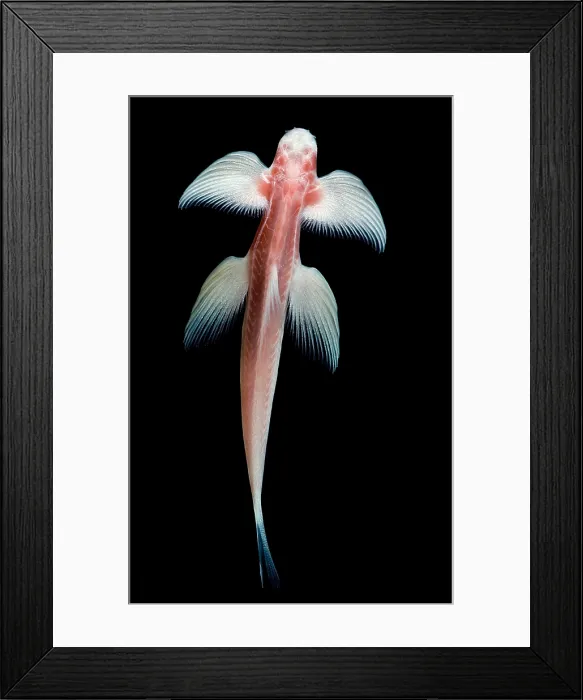 Framed Print : Waterfall Climbing Loach Framed Print : Waterfall Climbing Loach