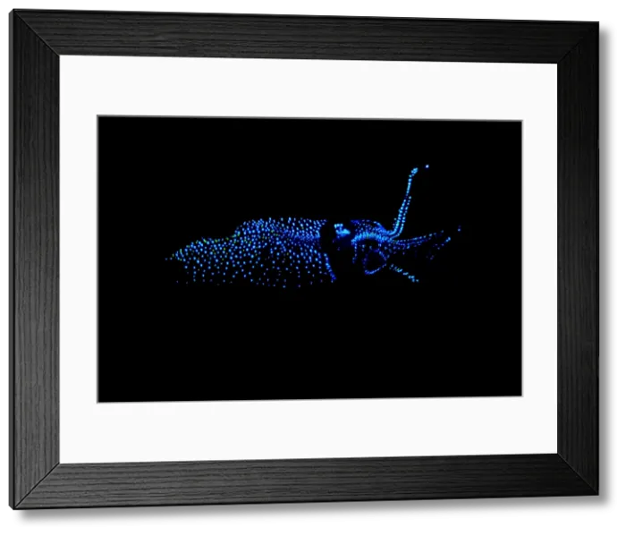 Framed Print : Firefly Squid Framed Print : Firefly Squid