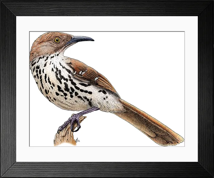 Framed Print : Brown Thrasher