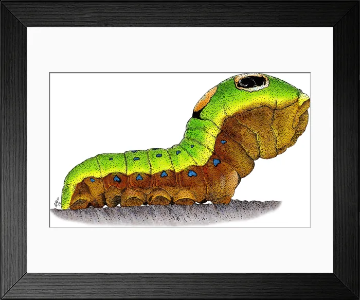 Framed Print : Spicebush Swallowtail Caterpillar Framed Print : Spicebush Swallowtail Caterpillar
