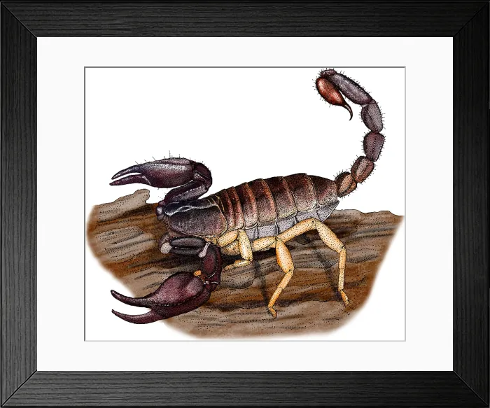 Framed Print : Pacific Forest Scorpion