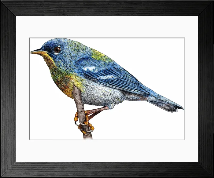 Framed Print : Northern Parula Framed Print : Northern Parula