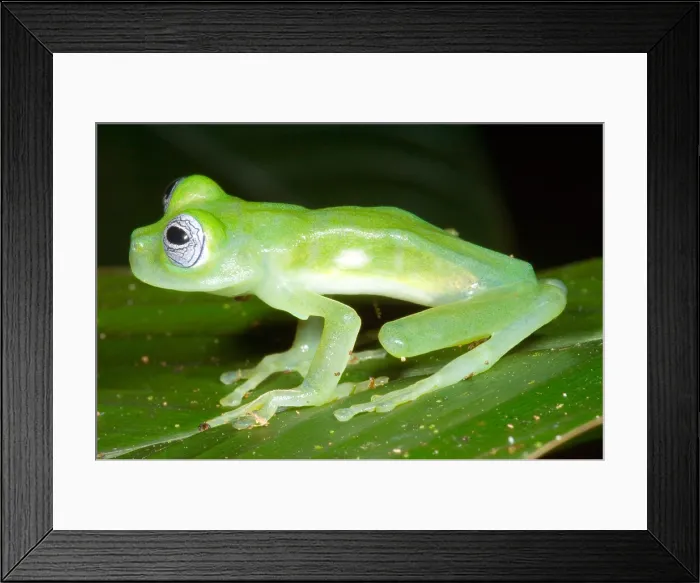 Framed Print : Limon Giant Glass Frog Framed Print : Limon Giant Glass Frog