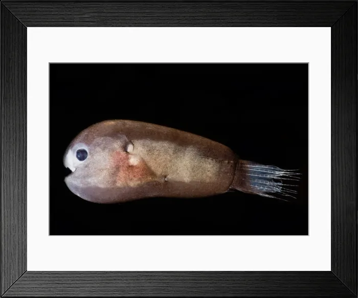 Framed Print : Male Anglerfish, Linophrynidae Framed Print : Male Anglerfish, Linophrynidae