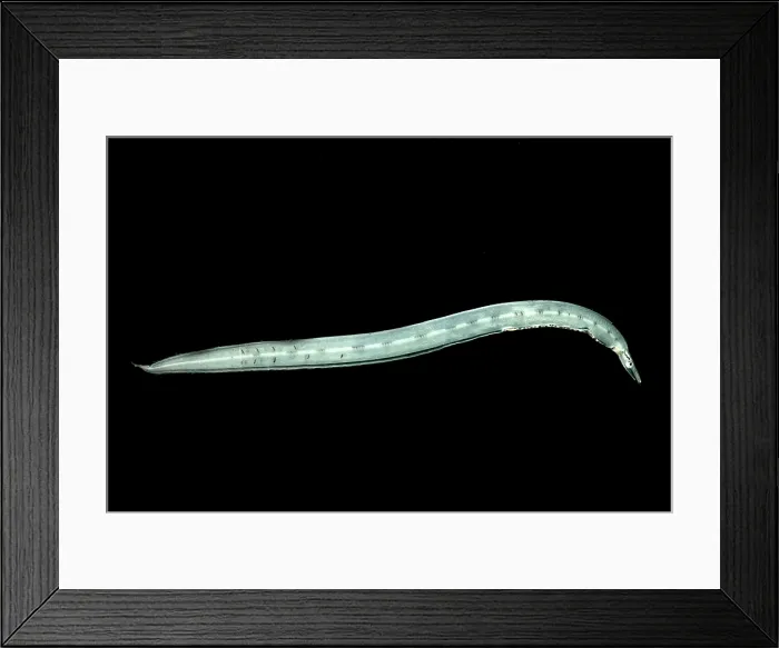 Framed Print : Larval Eel (Faciollela sp.) Framed Print : Larval Eel (Faciollela sp.)