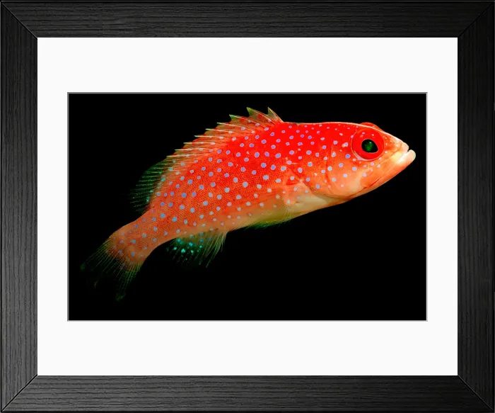 Framed Print : Coral Rock-Cod Framed Print : Coral Rock-Cod