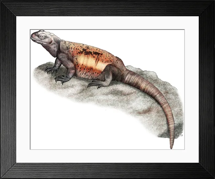 Framed Print : Chuckwalla Framed Print : Chuckwalla
